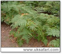 Bracken - Photo © Copyright 2004 Gary Bradley