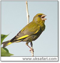 Male Greenfinch - Photo © Copyright 2006 Steve Botham: s.botham@ntlworld.com