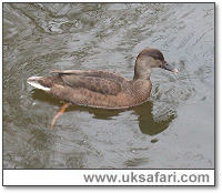 Hybrid Pochard - Photo  Copyright 2005 Steve Botham