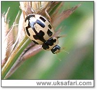 14-Spot Ladybird - Photo © Copyright 2004 Gary Bradley