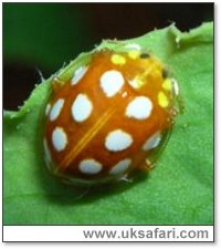 Orange Ladybird - Photo © Copyright 2005 Mary Youngman