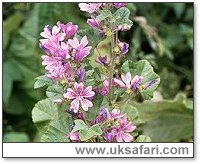 Common Mallow - Photo © Copyright 2000 Gary Bradley