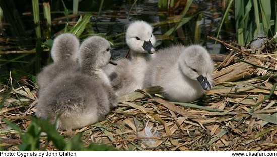 Cygnets - Photo  Copyright 2009 John Chilton