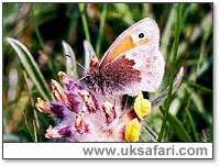 Small Heath Butterfly - Photo © Copyright 2001 Gary Bradley