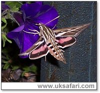 Striped Hawk-Moth - Photo © Copyright 2005 Curtis Shuck