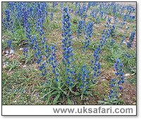 Viper's-Bugloss - Photo © Copyright 2003 Gary Bradley