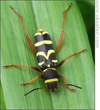Wasp Beetle - Photo © Copyright 2008 Isabel Clark