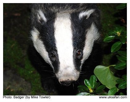 Badger