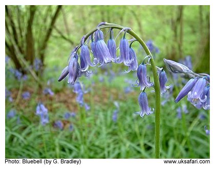 Bluebells