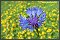 Cornflower Photos