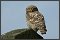 Little Owl Photos