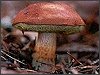 Bay Bolete