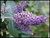 Buddleia