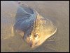 Cuckoo Ray